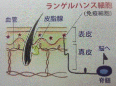 皮膚の構造とランゲルハンス細胞